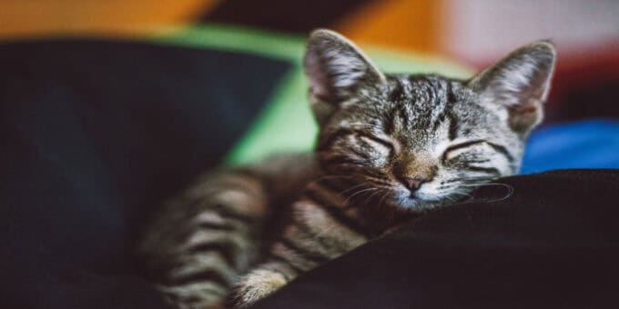 Pets 'a Lifesaver' for Lockdown Loneliness